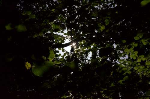 Sun Leaves Tree Forest Branch Backlighting Bright