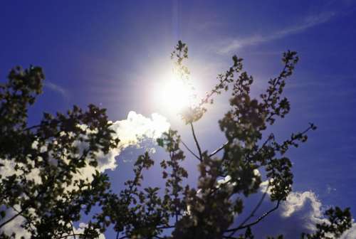 Sun Sky Branches Backlighting Nature Weather