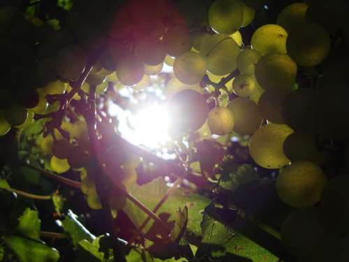 Sun Grapes Vine