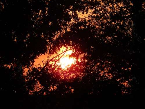 Sun Sunset Trees Romance Evening Sky Setting Sun