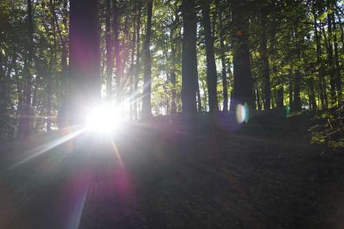 Sun Sunbeam Aperture Stain Rays Nature Forest