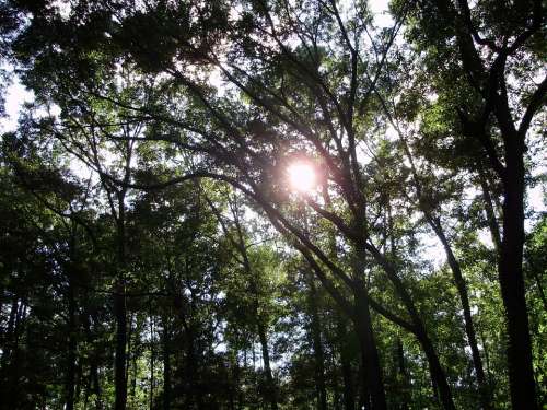 Sun Shine Bent Trees Woods Day