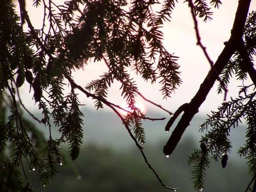 Sun Trees Raindrops Mist Tree Rainstorm