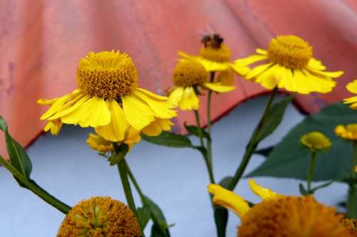 Sun Brews Flowers Plant Yellow Helenium