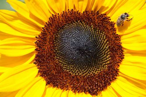 Sunflower Helianthus Annuus Composites Flower