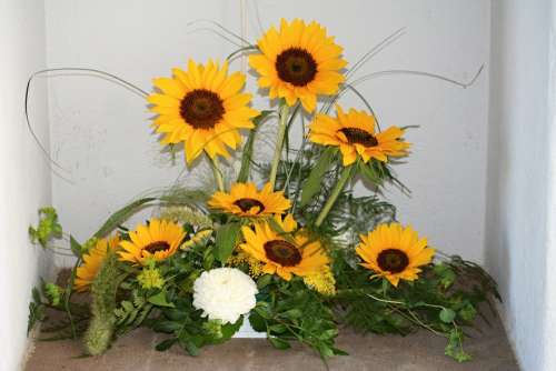 Sunflower Flowers Summer Yellow Sun Plant