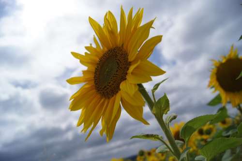 Sunflower Summer Flower Beautiful