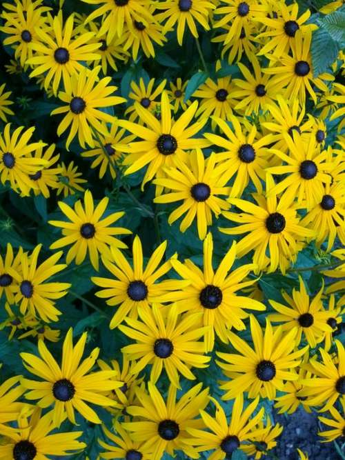 Sunflower Heliantus Yellow Flower Plant