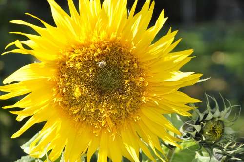 Sunflower Blossom Bloom Bee Yellow