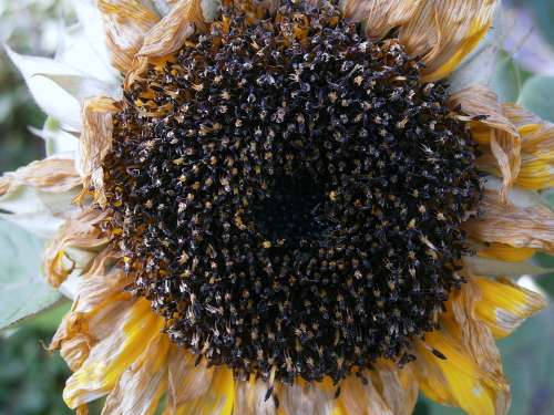 Sunflower Seeds Cores Faded Withered Nature