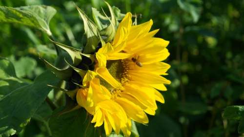 Sunflower Flowers Summer Yellow Helianthus Sun
