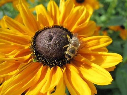 Sunflower Bee Flower