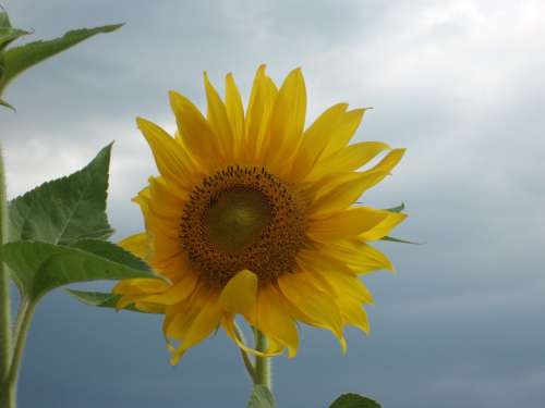 Sunflower Flower Grey Sky Blossom Bloom Plant