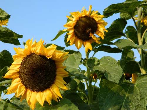 Sunflower Sun Summer Nature Blossom Bloom