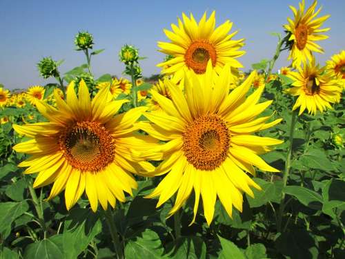 Sun Flower Flower Blossom Yellow Plant Sky Blue