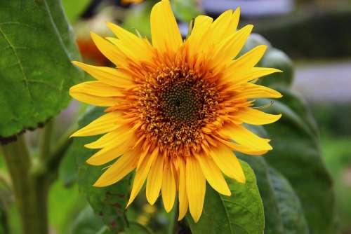 Sunflower Flower Blossom Bloom Yellow