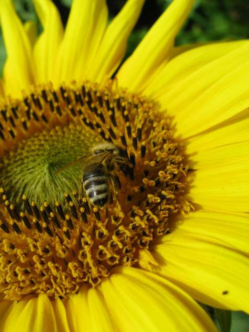 Sunflower Bee Yellow Nectar Insect Busy Bee