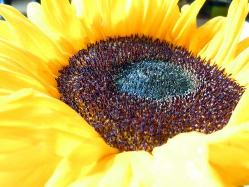 Sunflower Close Up Blossom Bloom