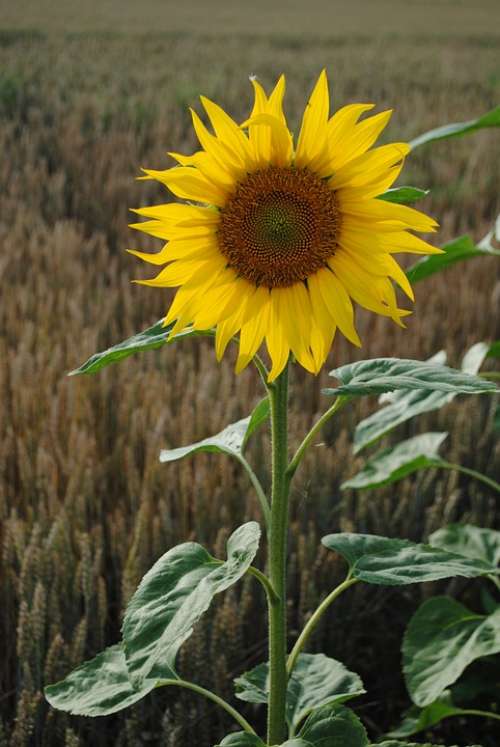 Sunflower Flower Yellow Green