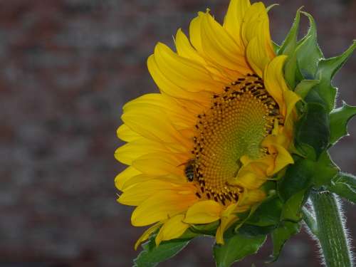 Sunflower Yellow Blossom Bloom Summer Bright