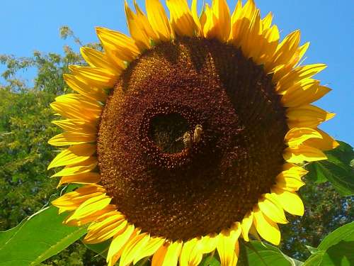 Sunflower Summer Plant Gelp Blossom Bloom