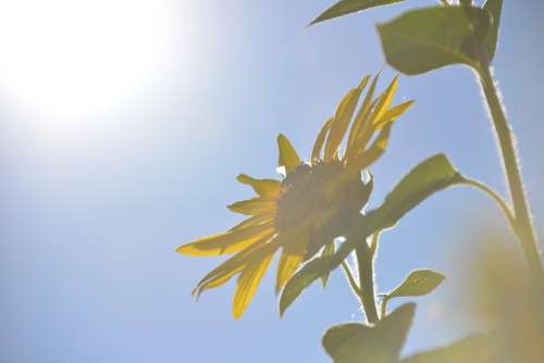 Sunflower Flowers Summer Nature Flora Yellow