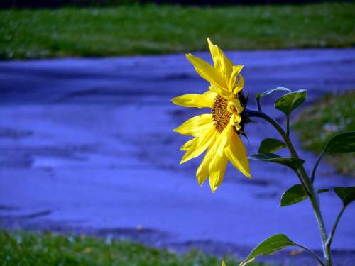 Sunflower Blossom Bloom Yellow Flower Petals