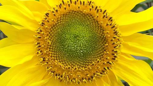 Sunflower Yellow Flower Blossom Bloom