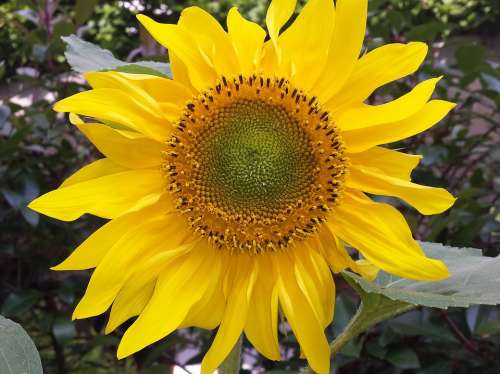 Sunflower Flower Yellow Blossom Bloom Nature