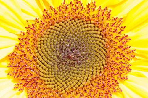 Sunflower Helianthus Annuus Flower Nature Plant