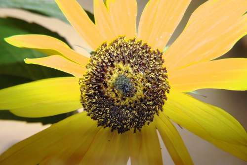 Sunflower Seeds Yellow Blossom Bloom