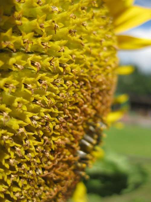 Sunflower Yellow Plant Flower