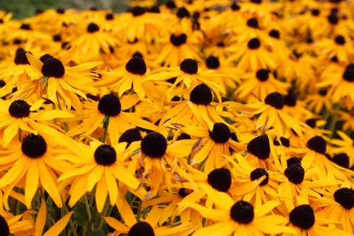 Sun Hats Flowers Summer Yellow Plant Nature Bloom