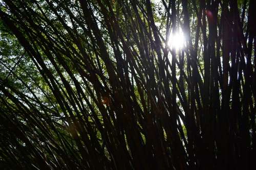 Sun Light Bamboo Bamboo Trees Trees Nature Garden