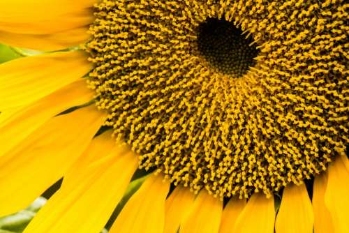 Sunflower Sunflower Seeds Plants Petals Yellow