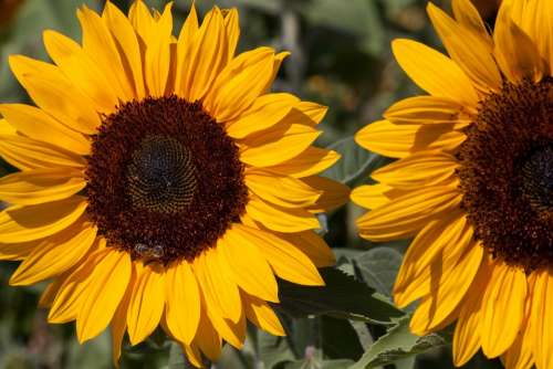 Sunflower Helianthus Annuus Composites Flower