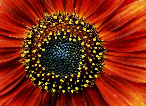 Sunflower Red Orange Pollen Yellow Specks
