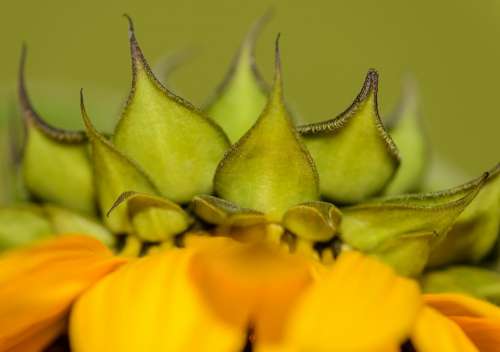 Sunflower Close-Up Macro Yellow Plant Seed Sun