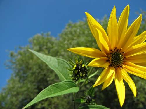 Sunflower Flower Yellow Blossom Summer Nature