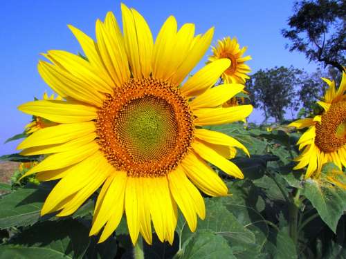 Sunflower Flower Yellow Plant Navalgund India