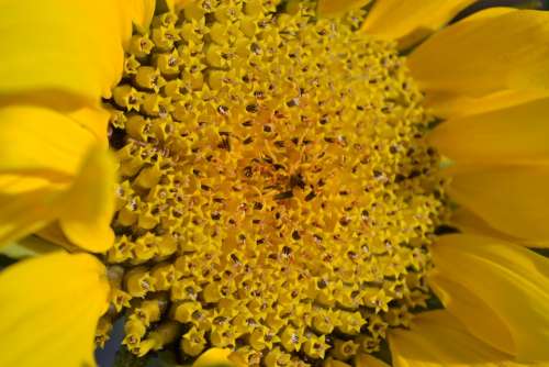 Sunflower Yellow Head Plant Close-Up Nature