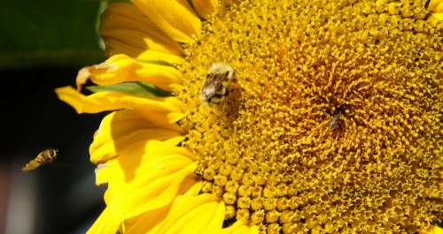 Sunflower Bees Insects Summer Seeds Blooming