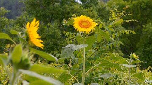 Sunflower Nature Flowers