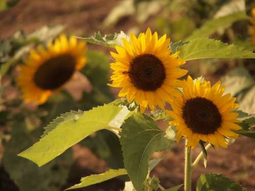 Sunflower Summer Flowers Yellow Flowers Plant