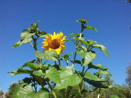 Sunflower Plant Bloom Girasol Flower