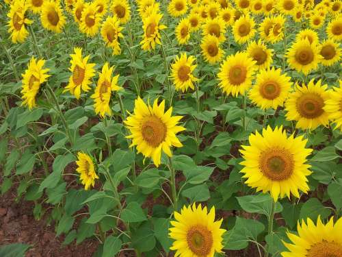 Sunflower Sunflowers Girasol Girasoles Field