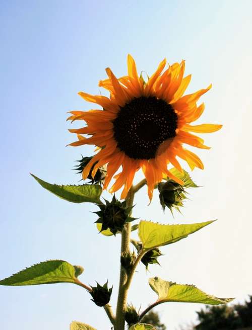 Sunflower Flower Yellow Bright Large Round Seeds