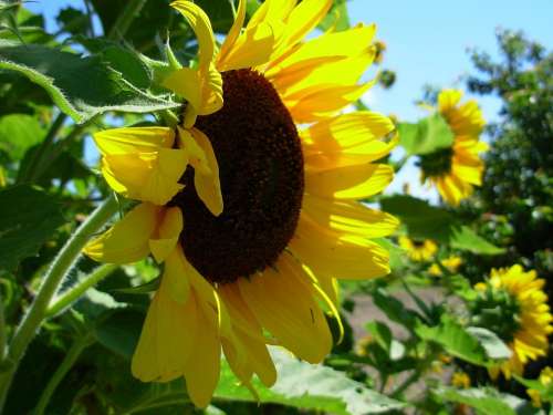 Sunflower Yellow Blossom Autumn Sunflowers Flower