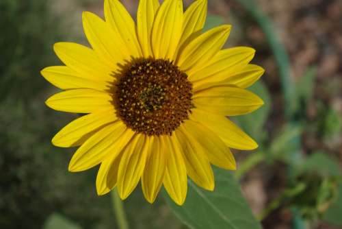 Sunflower Yellow Flower Summer