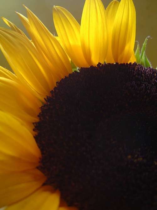 Sunflower Petals Backlight Yellow Nature Plant